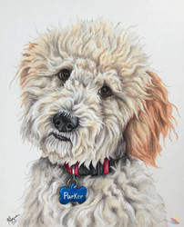 Custom Pet Dog Portrait Drawing