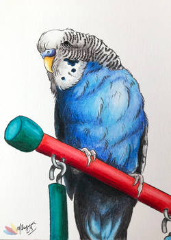 Custom Pet Budgie Bird Drawing