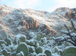 Tucson Mountain Snow with Prickly Pear Cactus by cereus-cactus