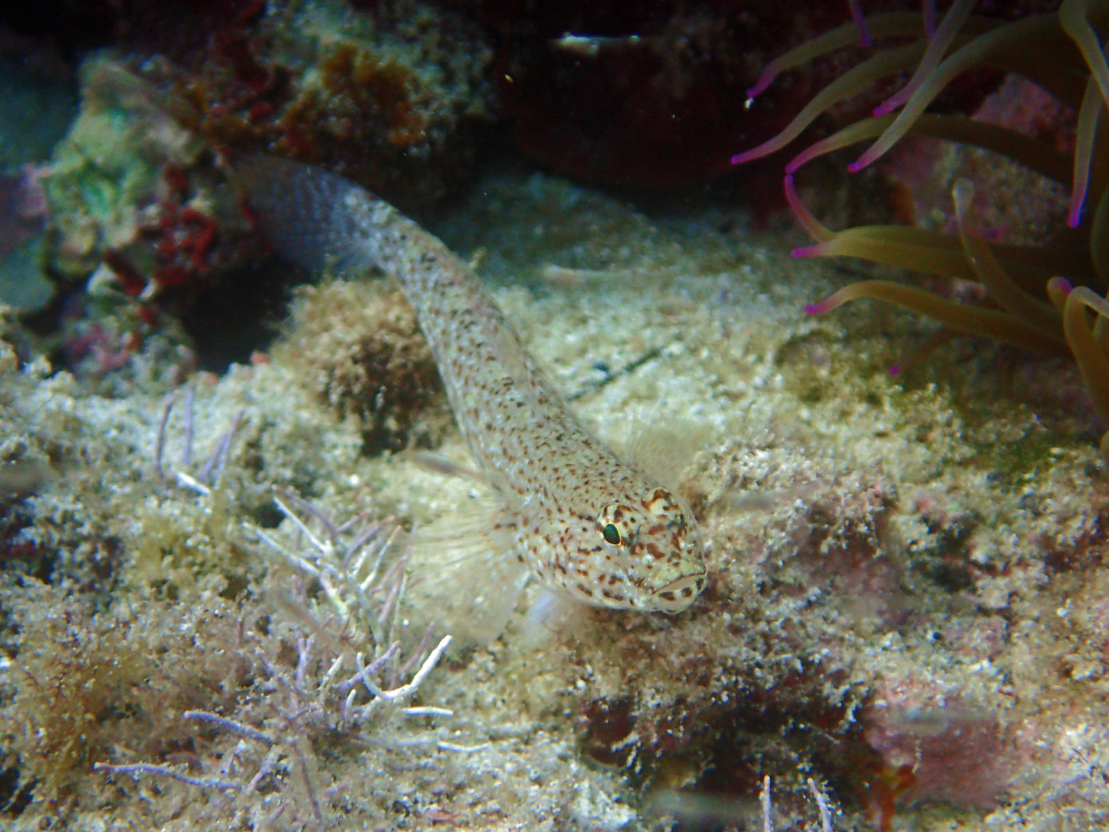 Goby by Photo-Diver on DeviantArt