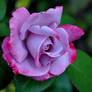 Purple Rose