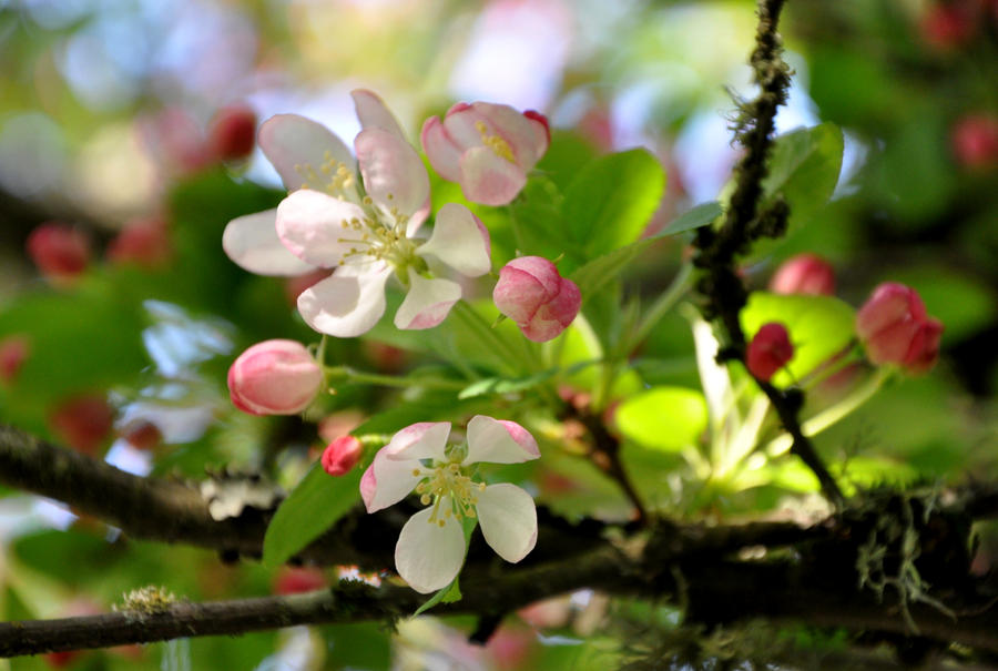 Crab Apple Blossoms by BeachGirlNikita