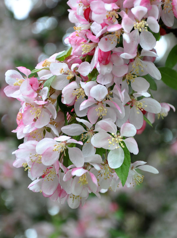 Blossom Time