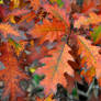 Red Oak Leaves