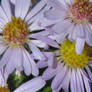 Purple Aster