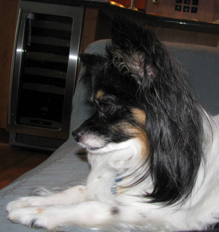 Papillon Profile