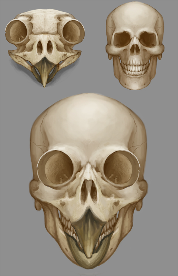 Anatomicae 26 - skull hybid studies