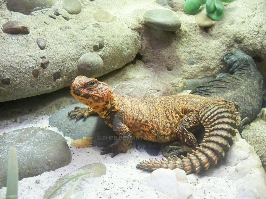 Swapped Lizard Lizard Exchange by BHPB on DeviantArt