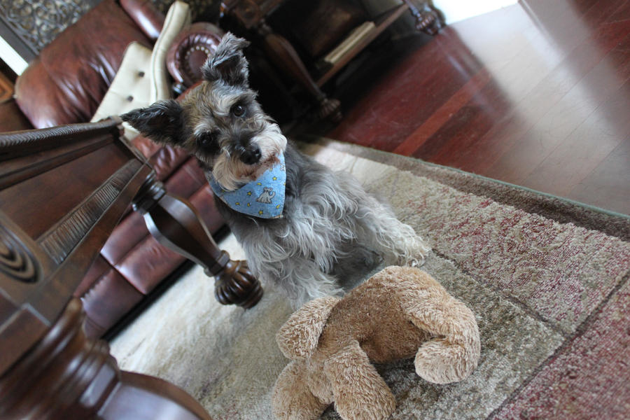 Staring Is Rude Please by Andybear23 on DeviantArt