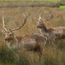 wildlife foto : stag (cerf)