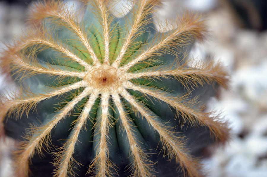 Cactus or Sea Anemone?