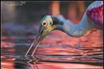 The Color of Spoonbills by juddpatterson