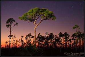 Last Light on the Pinelands