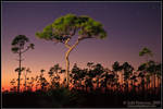 Last Light on the Pinelands by juddpatterson