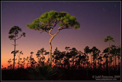 Last Light on the Pinelands