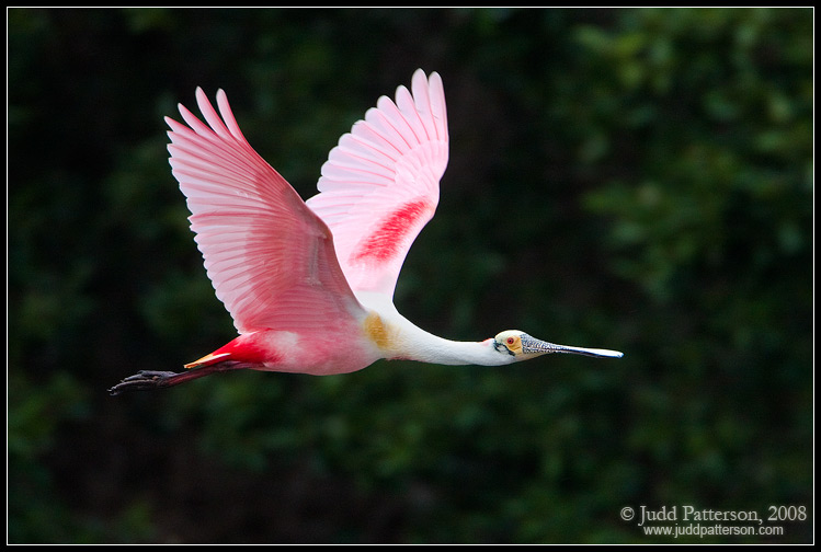 Flying Pink