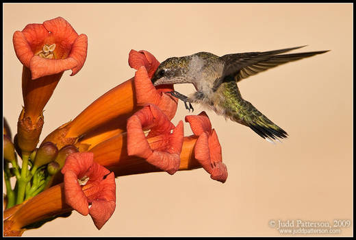 Hummingbird