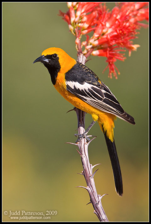 Hooded Oriole