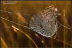 Morning Web by juddpatterson