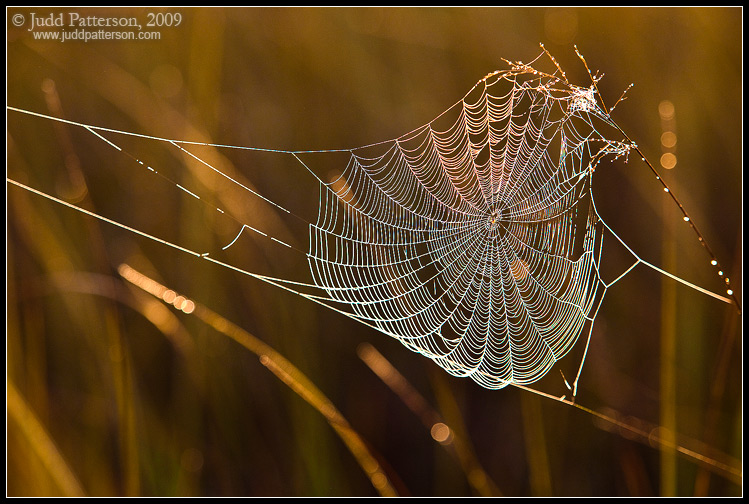 Morning Web