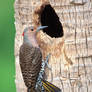 Northern Flicker