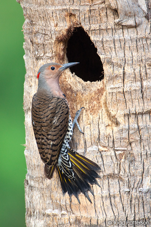 Northern Flicker