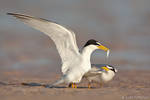 Least Tern by juddpatterson