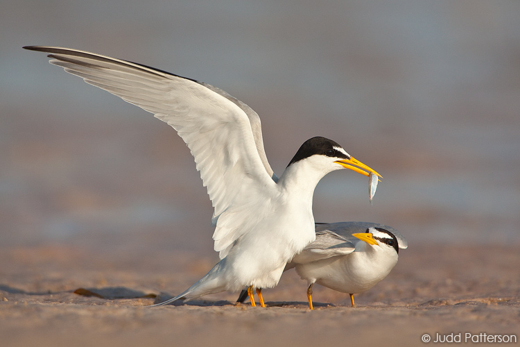 Least Tern