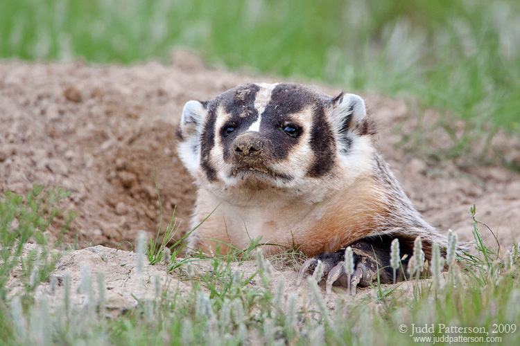 American Badger