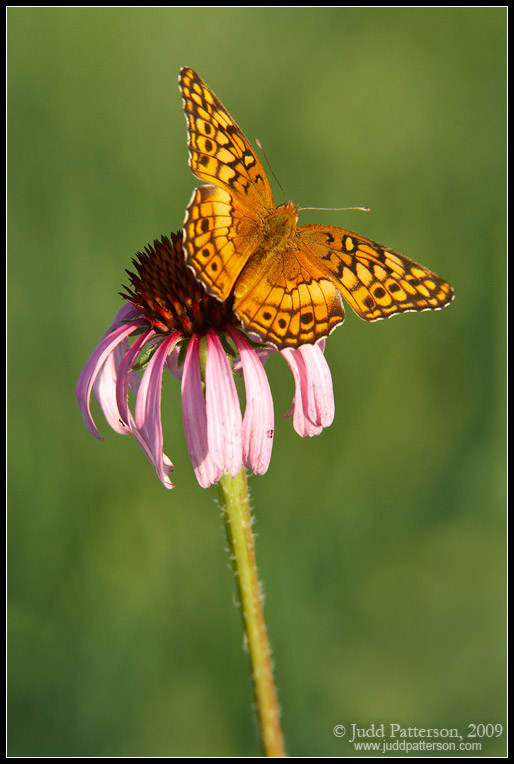 Fritillary Flower