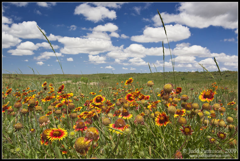 Among the Wildflowers