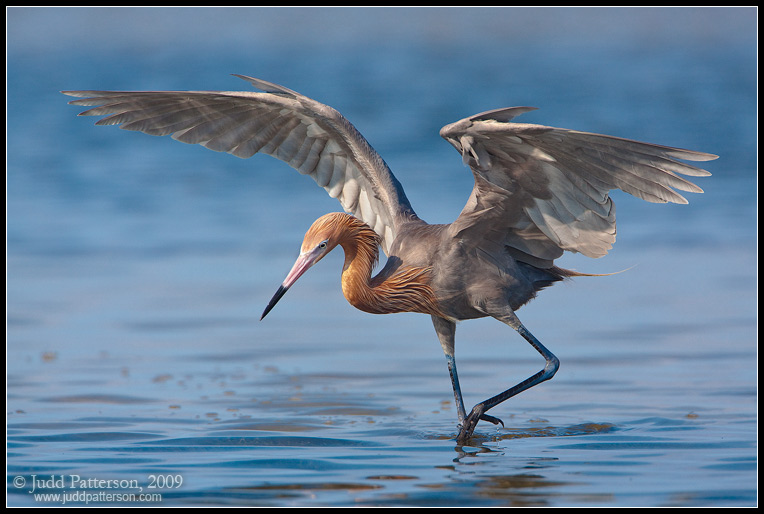 Dancing Reddish Egret