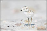 Little Fuzzball by juddpatterson