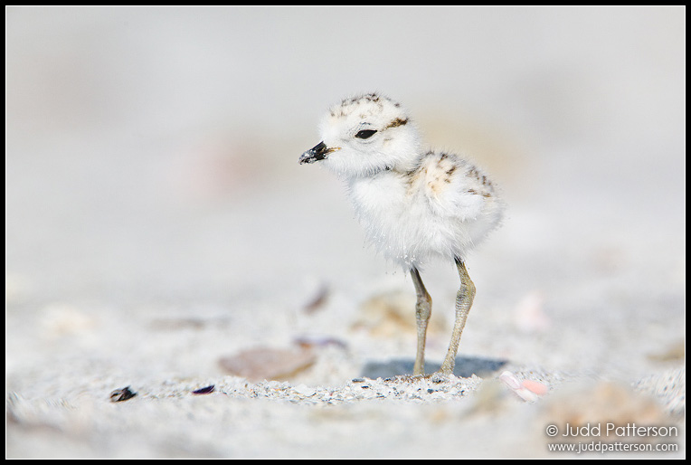 Little Fuzzball