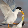 Least Tern courtship
