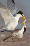 Least Tern courtship by juddpatterson