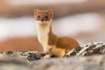 Ermine by juddpatterson