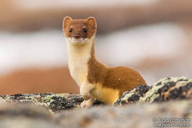 Ermine