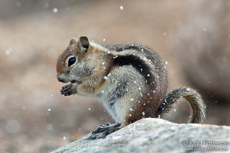 Golden-mantled Ground Squirrel