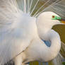 Great Egret