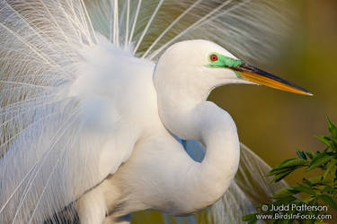 Great Egret