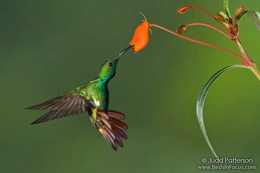 Green-breasted Mango