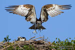 Osprey nest by juddpatterson