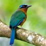 Blue-crowned Motmot