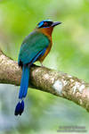 Blue-crowned Motmot by juddpatterson