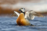 Steller's Eider by juddpatterson