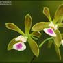 Butterfly Orchid