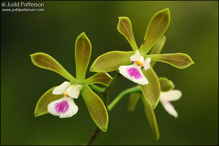 Butterfly Orchid