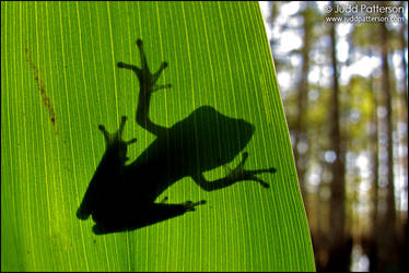 Tree Frog Silhouette