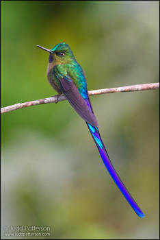 Violet-tailed Sylph